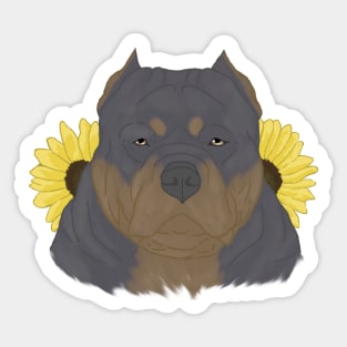 Blue Tan American Bully with Sunflowers Sticker